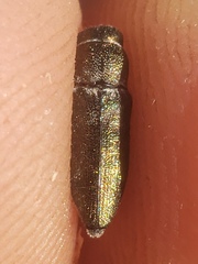 Nanularia obrienorum