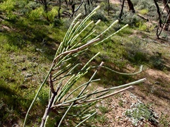 Casuarina pauper