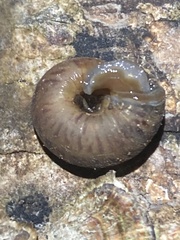 Stylommatophora