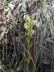 Pterostylis longifolia