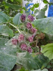 Arctium tomentosum
