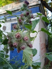 Arctium tomentosum