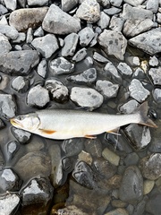 Salvelinus malma