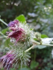 Arctium tomentosum