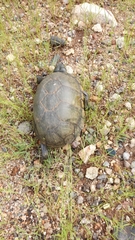 Kinosternon alamosae