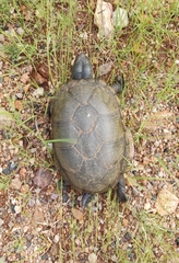 Kinosternon alamosae