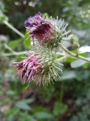 Arctium tomentosum