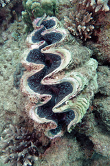 Tridacna noae