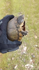 Kinosternon alamosae