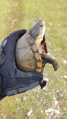 Kinosternon alamosae