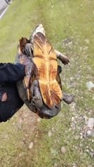 Kinosternon alamosae