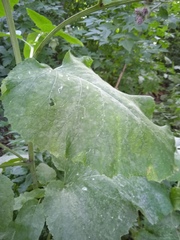 Arctium tomentosum
