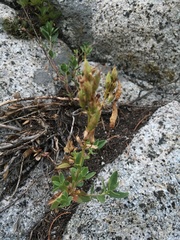 Penstemon ellipticus