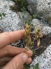 Penstemon ellipticus