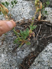 Penstemon ellipticus
