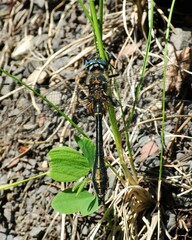 Cordulia shurtleffii