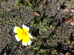 Layia platyglossa