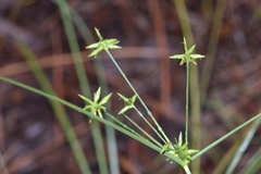 Cyperus grayioides