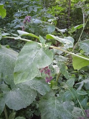 Arctium tomentosum