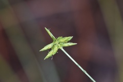 Cyperus grayioides