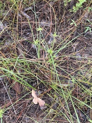 Cyperus grayioides