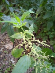 Urtica dioica