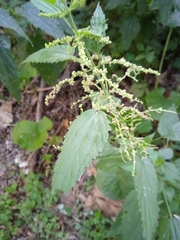 Urtica dioica