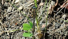 Cordulia shurtleffii