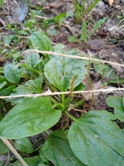 Plantago major
