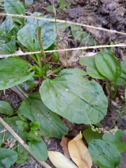 Plantago major