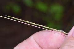 Schizachyrium tenerum
