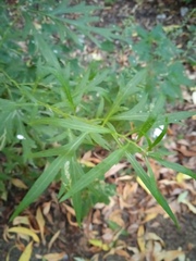 Artemisia vulgaris