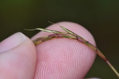Schizachyrium tenerum