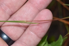 Schizachyrium tenerum
