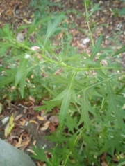 Artemisia vulgaris