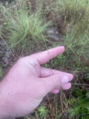 Schizachyrium tenerum