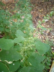 Chenopodium album