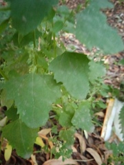 Chenopodium album