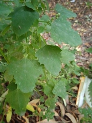 Chenopodium album