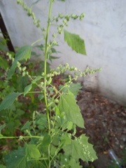 Chenopodium album