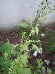 Chenopodium album
