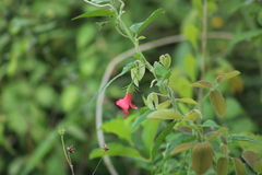 Hibiscus poeppigii