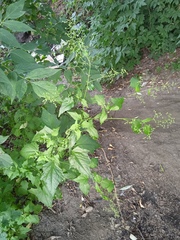 Chenopodiastrum hybridum