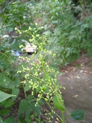 Chenopodiastrum hybridum