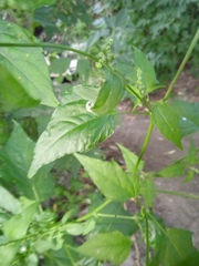 Chenopodiastrum hybridum