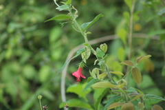 Hibiscus poeppigii