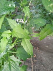 Chenopodiastrum hybridum