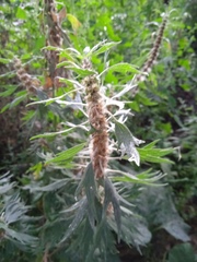 Leonurus quinquelobatus