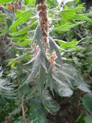 Leonurus quinquelobatus