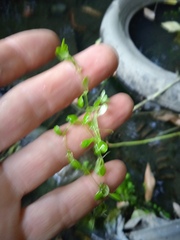 Callitriche palustris